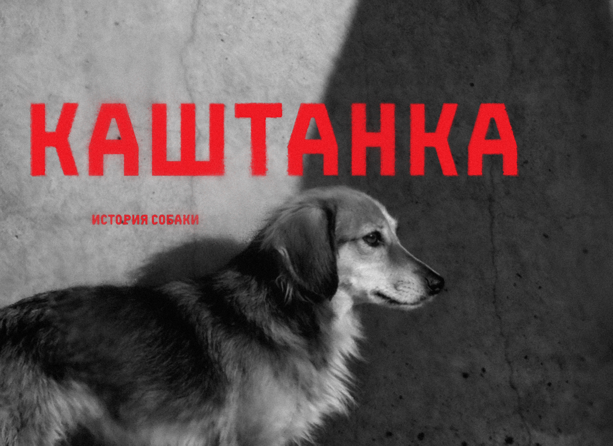 Премьера. Каштанка. История собаки